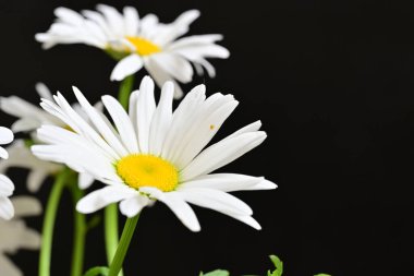 Güzel beyaz papatya çiçekleri koyu arkaplanda