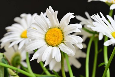 Güzel beyaz papatya çiçekleri koyu arkaplanda