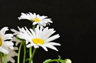 Güzel beyaz papatya çiçekleri koyu arkaplanda