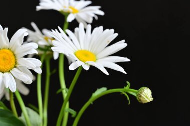 Güzel beyaz papatya çiçekleri koyu arkaplanda