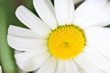 Koyu arkaplanda güzel beyaz papatya çiçeği