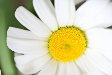 Koyu arkaplanda güzel beyaz papatya çiçeği