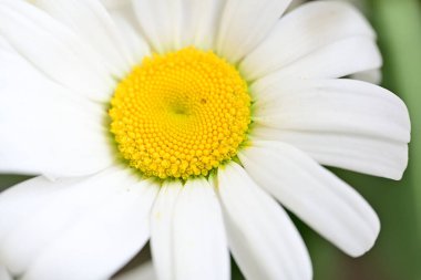 Koyu arkaplanda güzel beyaz papatya çiçeği