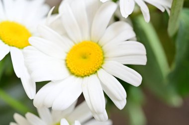 Güzel beyaz papatya çiçekleri koyu arkaplanda