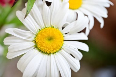 Güzel beyaz papatya çiçekleri koyu arkaplanda