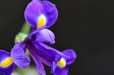 Güzel çiçek açan iris çiçeklerinin yakın plan görüntüsü 