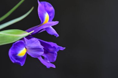 Güzel çiçek açan iris çiçeklerinin yakın plan görüntüsü 