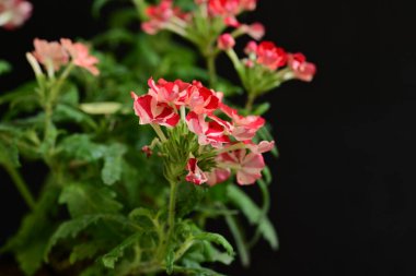 güzel kırmızı küçük çiçekler koyu arkaplanda