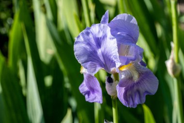 Güzel çiçek açan iris çiçeklerinin yakın plan görüntüsü 