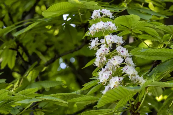 Güzel botanik fotoğrafı, doğal duvar kağıdı.