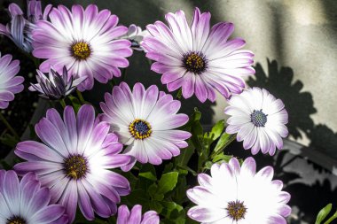 bahçede büyüyen güzel pembe çiçekler