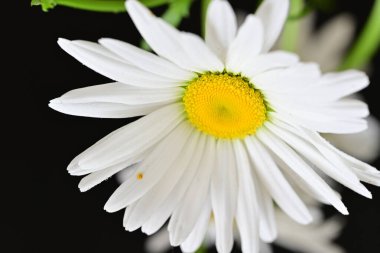 Güzel beyaz papatya çiçekleri koyu arkaplanda