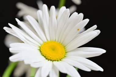 Güzel beyaz papatya çiçekleri koyu arkaplanda