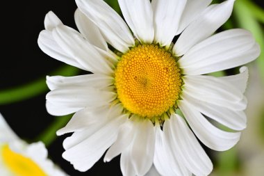 Güzel beyaz papatya çiçekleri koyu arkaplanda