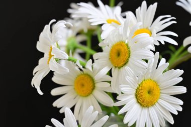 Güzel beyaz papatya çiçekleri koyu arkaplanda