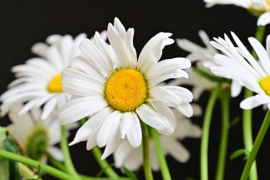 Güzel beyaz papatya çiçekleri koyu arkaplanda