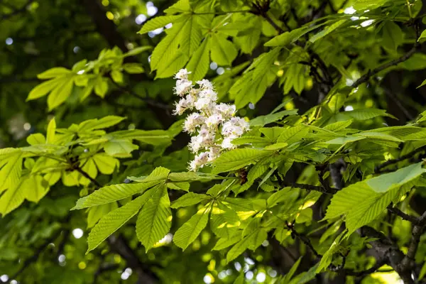 Baharda kestane ağacı