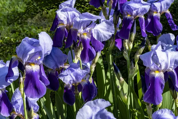 Güzel çiçek açan iris çiçeklerinin yakın plan görüntüsü 