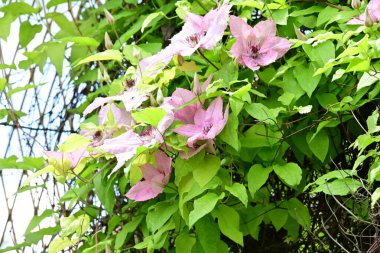 bahçede büyüyen güzel pembe çiçekler