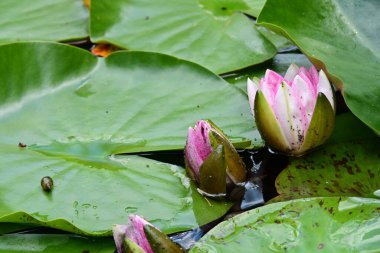 Gölet güzel pembe nilüferler.