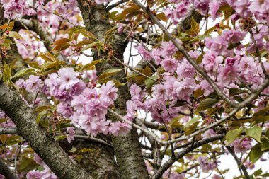 Bahar mevsiminde ağaç dallarında güzel çiçekler         