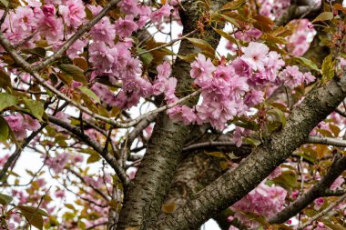 Bahar mevsiminde ağaç dallarında güzel çiçekler         