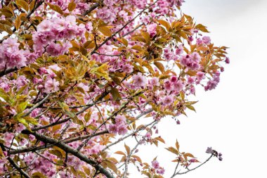 Bahar mevsiminde ağaç dallarında güzel çiçekler         