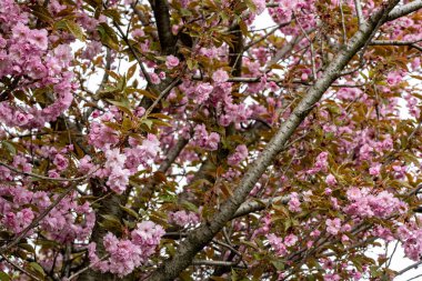Bahar mevsiminde ağaç dallarında güzel çiçekler         