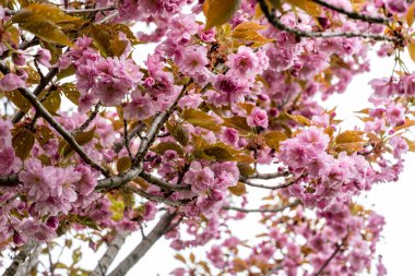 Bahar mevsiminde ağaç dallarında güzel çiçekler         