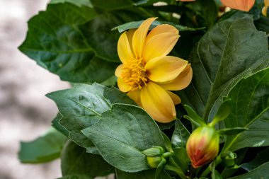 Bahçedeki sarı ve beyaz çiçek