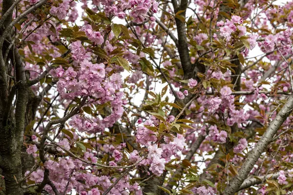 Yaz bahçesinde açan güzel çiçekler, yakın plan.                     