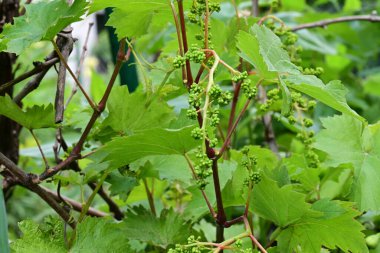 Bahçedeki bir sarmaşıkta yeşil üzümler