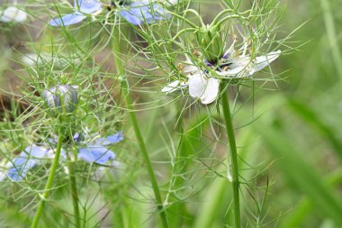 Bahçedeki güzel çiçeklerin manzarasını kapat.