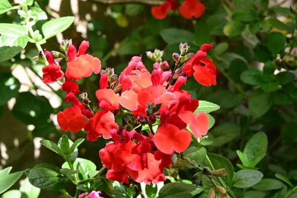 Bahçedeki güzel çiçekler