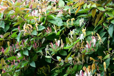 Bahçedeki çiçekler