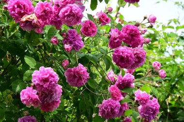 Bahçede açan güzel gül çiçekleri, yakın.             