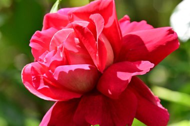 Bahçede kırmızı gül