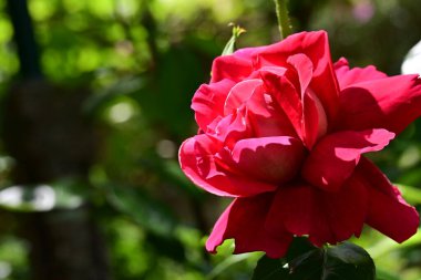 Bahçede açan güzel gül çiçeği, yakın.             