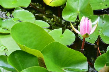 Gölette büyüyen nilüfer çiçeği