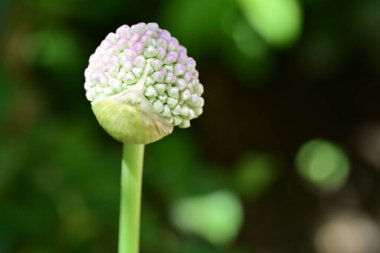 Güzel botanik fotoğrafı, doğal duvar kağıdı.