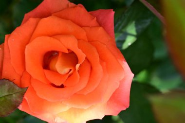 Bahçede açan güzel gül çiçeği, yakın.             