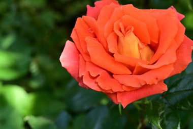 Bahçede açan güzel gül çiçeği, yakın.             