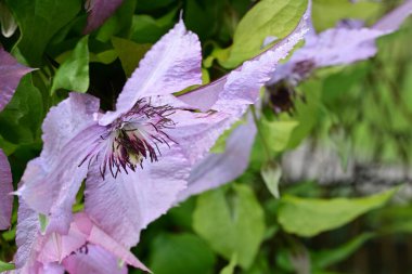 Bahçede ya da tarlada yetişen güzel mor çiçeklerin manzarasını kapat. 