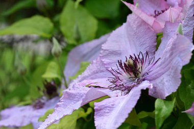 Bahçede ya da tarlada yetişen güzel mor çiçeklerin manzarasını kapat. 