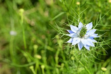Bahçedeki güzel çiçeğin yakın görüntüsü