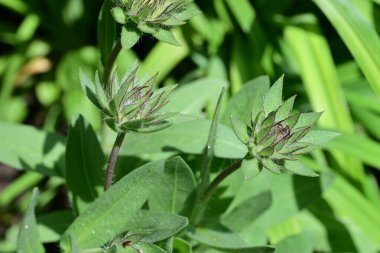 Isırgan otunun çiçeği