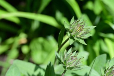 Bahçedeki güzel çiçek