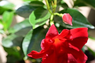 Yaz bahçesinde açan güzel çiçekler, yakın plan.                     