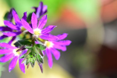 Yaz bahçesinde açan güzel çiçekler, yakın plan.                     