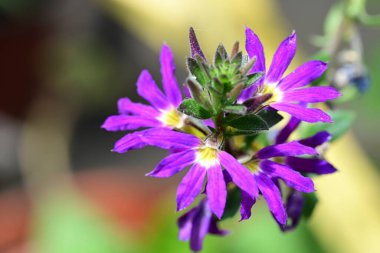 Yaz bahçesinde açan güzel çiçekler, yakın plan.                     
